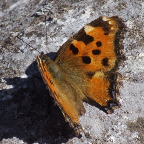 Nymphalis polychloros-Sulle rive dell''Adda!